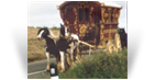The Old Paddy Horse