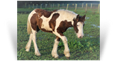 ~Fiesta Whipple Me a Jig~ '18 Bay Filly by Top Gun - Ohio