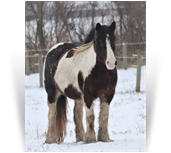 ~Poitin's Tequila Sunrise~ - '12 Bay Tobiano Mare by Top Gun - Northern Lights
