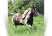 ~Arrow Whippling Wind~ - '14 Bay Tobiano Mare by Top Gun - Idaho